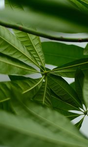 Preview wallpaper leaves, macro, green