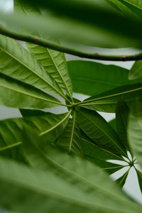 Preview wallpaper leaves, macro, green