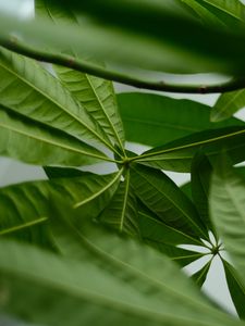 Preview wallpaper leaves, macro, green