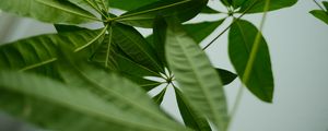 Preview wallpaper leaves, macro, green