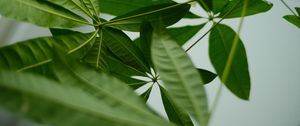 Preview wallpaper leaves, macro, green