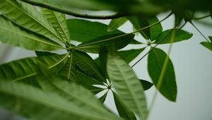 Preview wallpaper leaves, macro, green