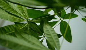 Preview wallpaper leaves, macro, green