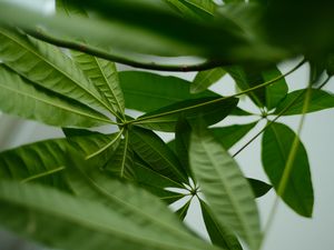 Preview wallpaper leaves, macro, green