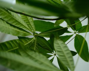 Preview wallpaper leaves, macro, green