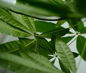 Preview wallpaper leaves, macro, green