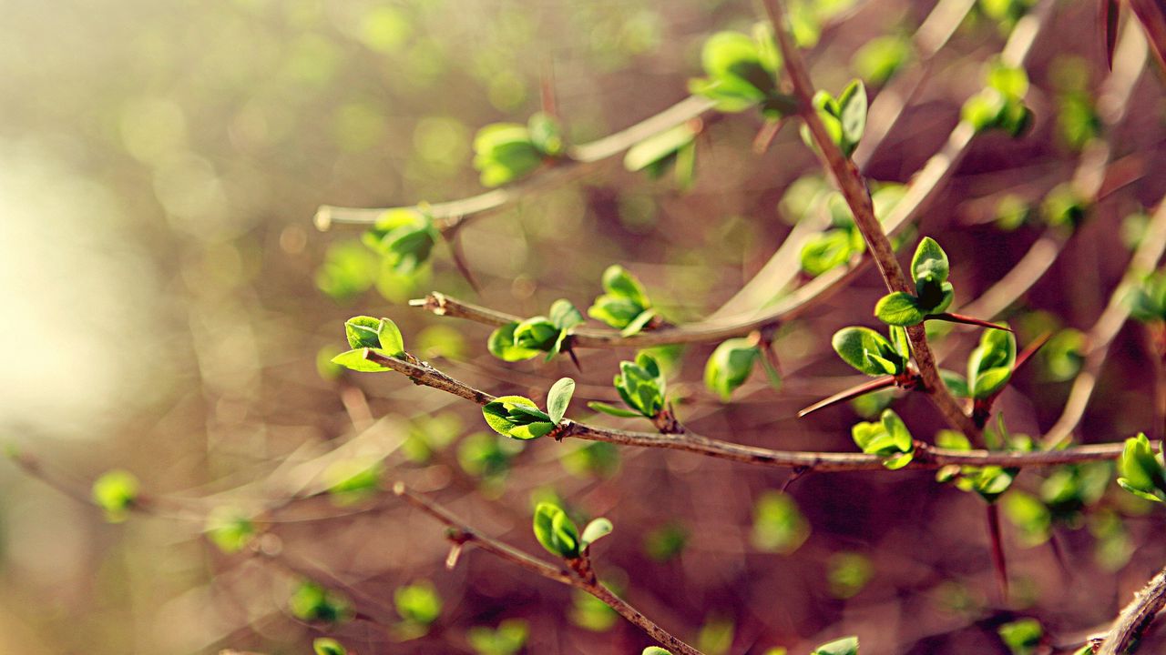 Wallpaper leaves, macro, green, spring, branch