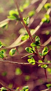 Preview wallpaper leaves, macro, green, spring, branch