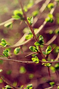 Preview wallpaper leaves, macro, green, spring, branch