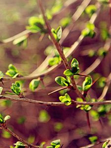 Preview wallpaper leaves, macro, green, spring, branch