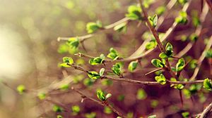 Preview wallpaper leaves, macro, green, spring, branch