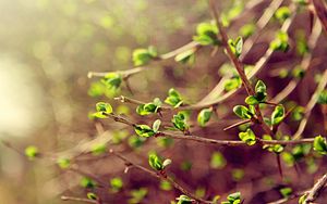 Preview wallpaper leaves, macro, green, spring, branch