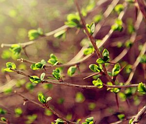 Preview wallpaper leaves, macro, green, spring, branch