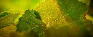 Preview wallpaper leaves, macro, light, veins