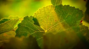 Preview wallpaper leaves, macro, light, veins