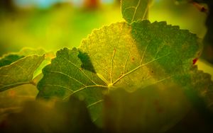 Preview wallpaper leaves, macro, light, veins