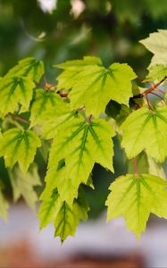 Preview wallpaper leaves, macro, maple leaves, green, branch