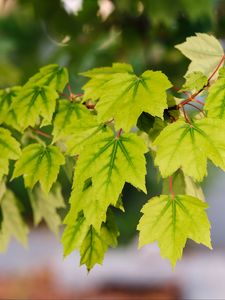 Preview wallpaper leaves, macro, maple leaves, green, branch