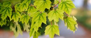 Preview wallpaper leaves, macro, maple leaves, green, branch