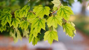 Preview wallpaper leaves, macro, maple leaves, green, branch