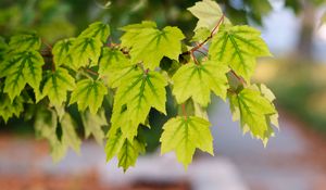 Preview wallpaper leaves, macro, maple leaves, green, branch