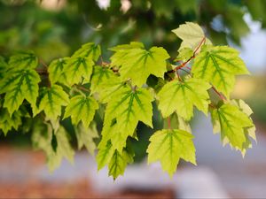 Preview wallpaper leaves, macro, maple leaves, green, branch