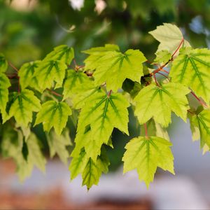 Preview wallpaper leaves, macro, maple leaves, green, branch