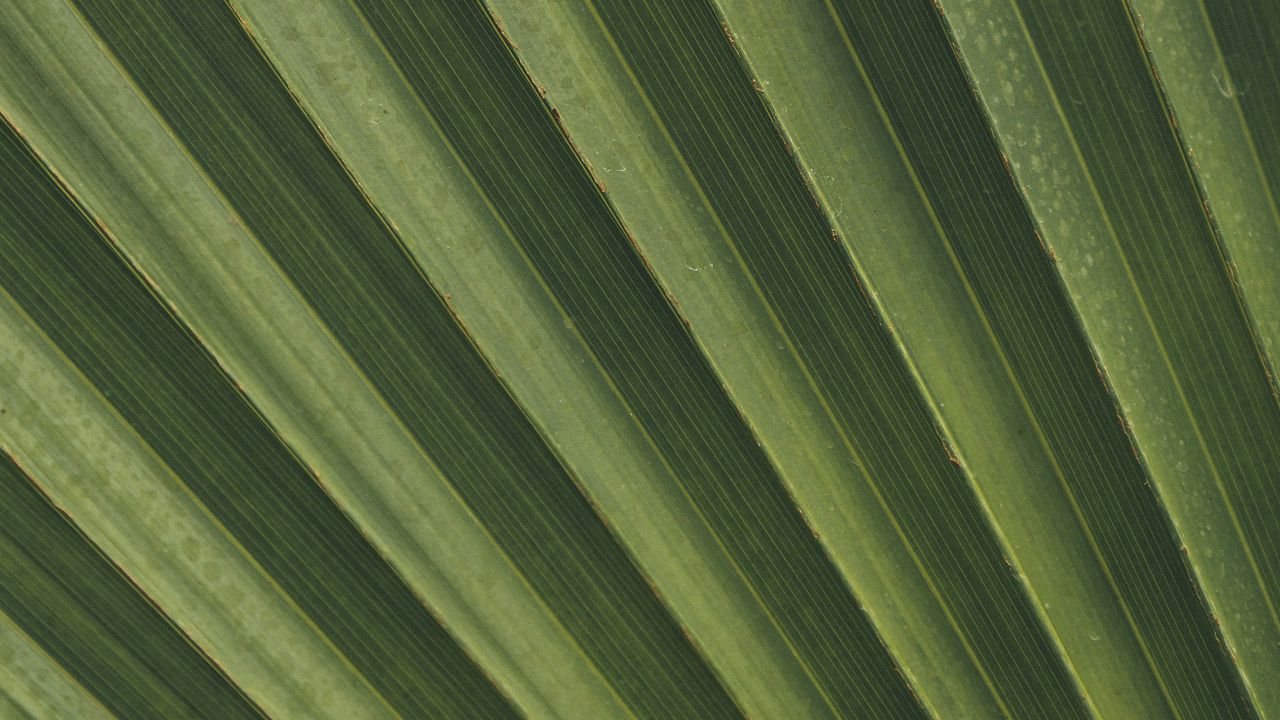 Wallpaper leaves, macro, palm, branch