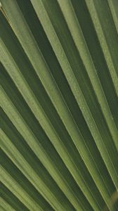 Preview wallpaper leaves, macro, palm, branch