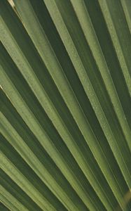 Preview wallpaper leaves, macro, palm, branch