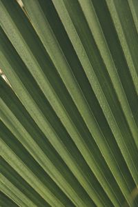 Preview wallpaper leaves, macro, palm, branch