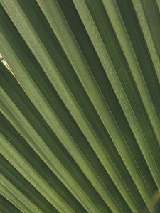 Preview wallpaper leaves, macro, palm, branch