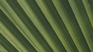Preview wallpaper leaves, macro, palm, branch