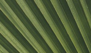 Preview wallpaper leaves, macro, palm, branch