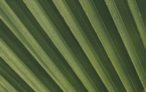 Preview wallpaper leaves, macro, palm, branch