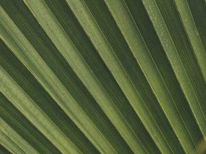 Preview wallpaper leaves, macro, palm, branch