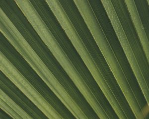 Preview wallpaper leaves, macro, palm, branch