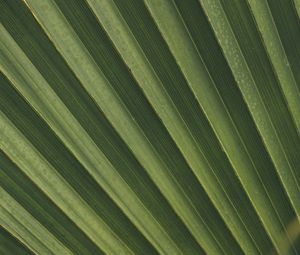 Preview wallpaper leaves, macro, palm, branch