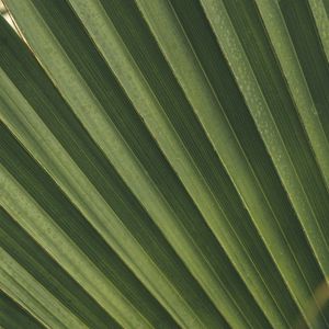 Preview wallpaper leaves, macro, palm, branch