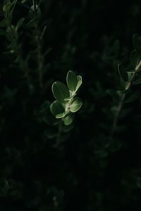 Preview wallpaper leaves, macro, plant, green, dark