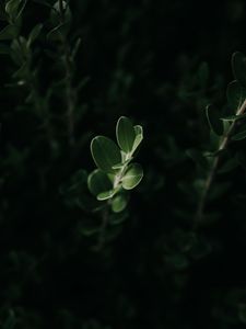 Preview wallpaper leaves, macro, plant, green, dark