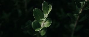Preview wallpaper leaves, macro, plant, green, dark
