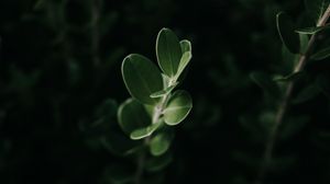 Preview wallpaper leaves, macro, plant, green, dark