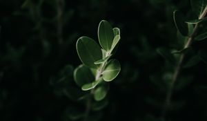 Preview wallpaper leaves, macro, plant, green, dark