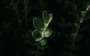 Preview wallpaper leaves, macro, plant, green, dark