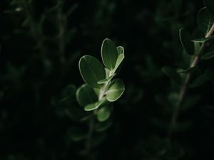 Preview wallpaper leaves, macro, plant, green, dark