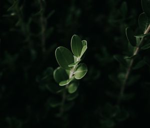Preview wallpaper leaves, macro, plant, green, dark