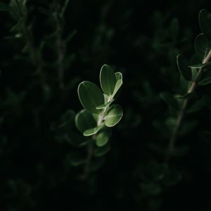 Preview wallpaper leaves, macro, plant, green, dark