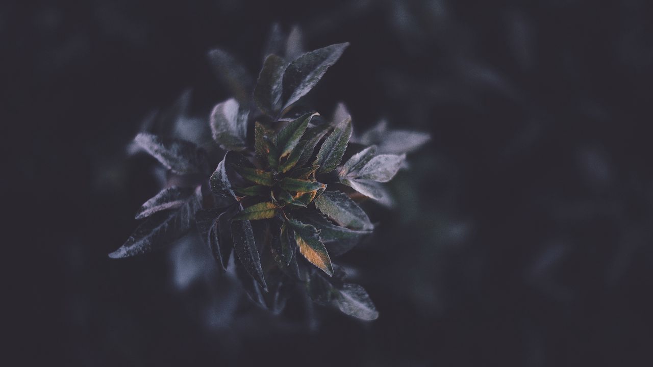 Wallpaper leaves, macro, plant, branch