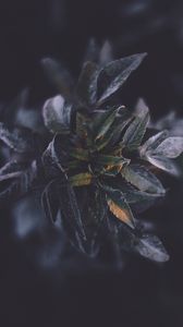 Preview wallpaper leaves, macro, plant, branch